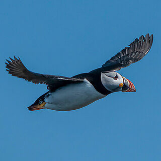Farne Islands - Puffin